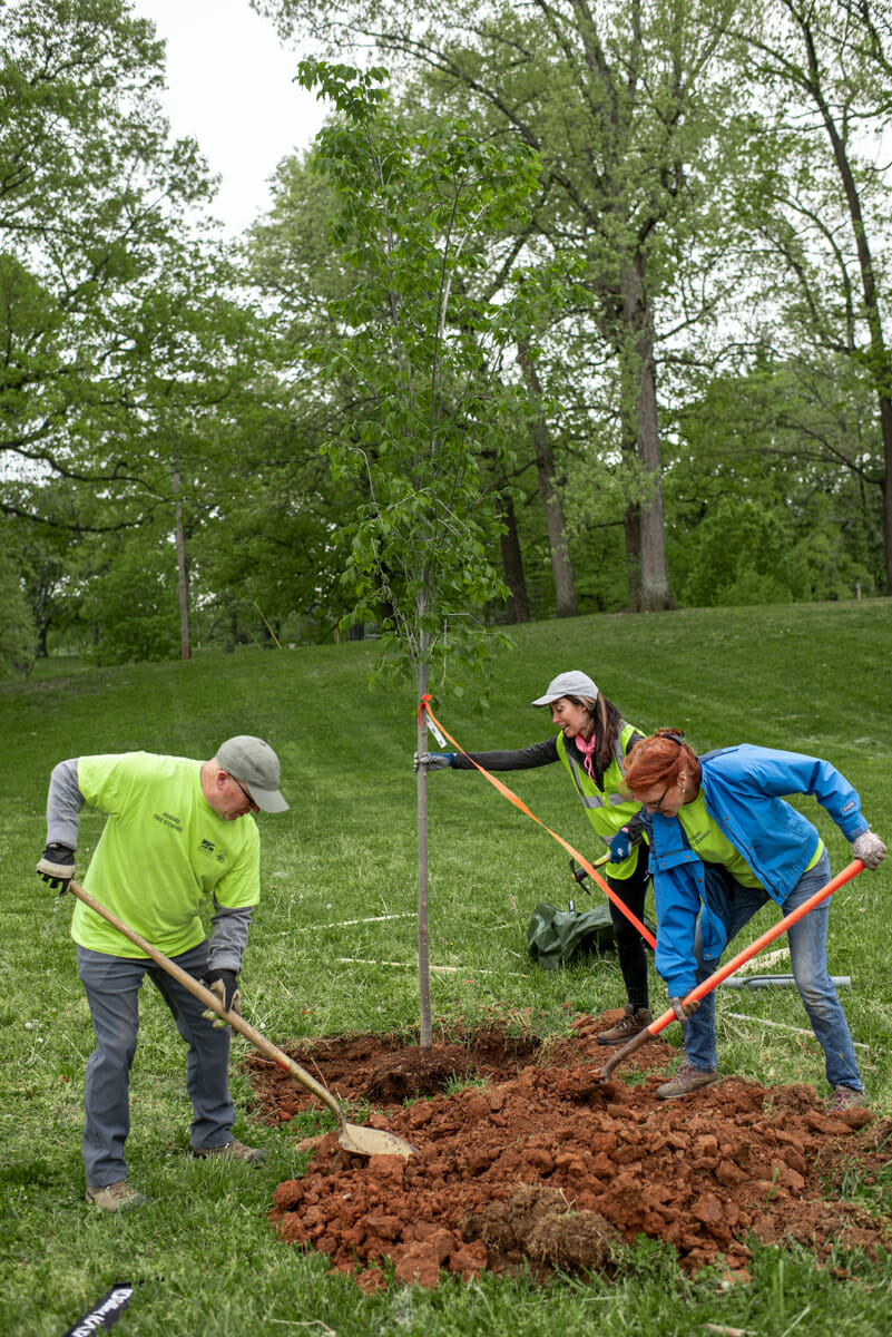 Roanoke Urban Forestry and Volunteer Tree Stewards Plant Trees for ...