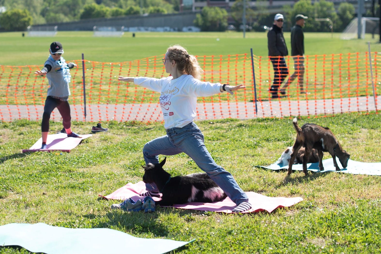 goat yoga