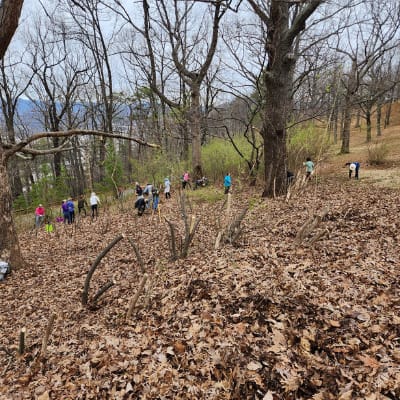 invasive species removal mill mountain activity slider